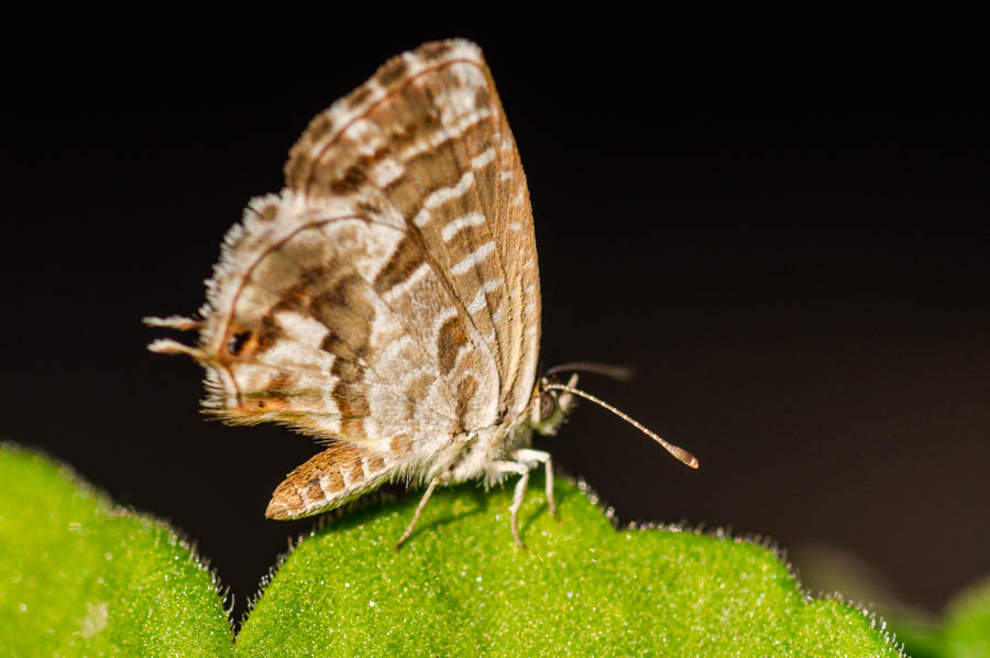 Sardunya Zebrası, Geranyum Bronzu