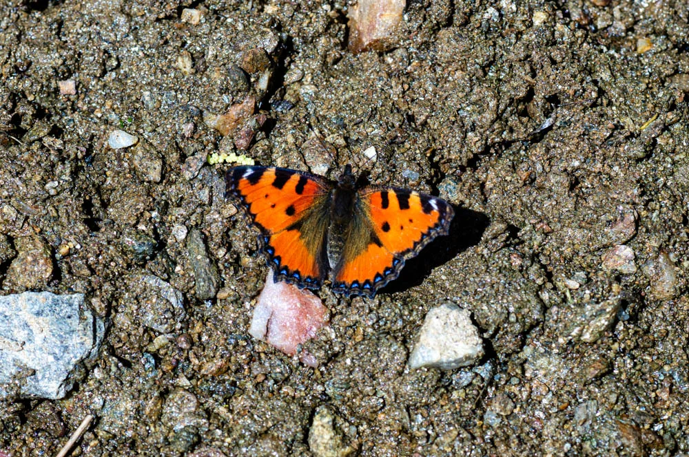 Aglais