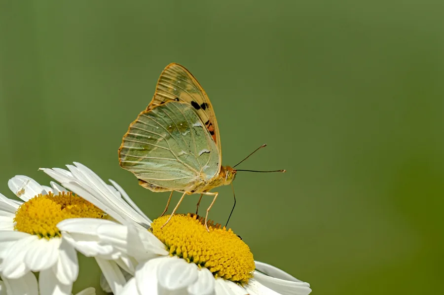 Bahadır