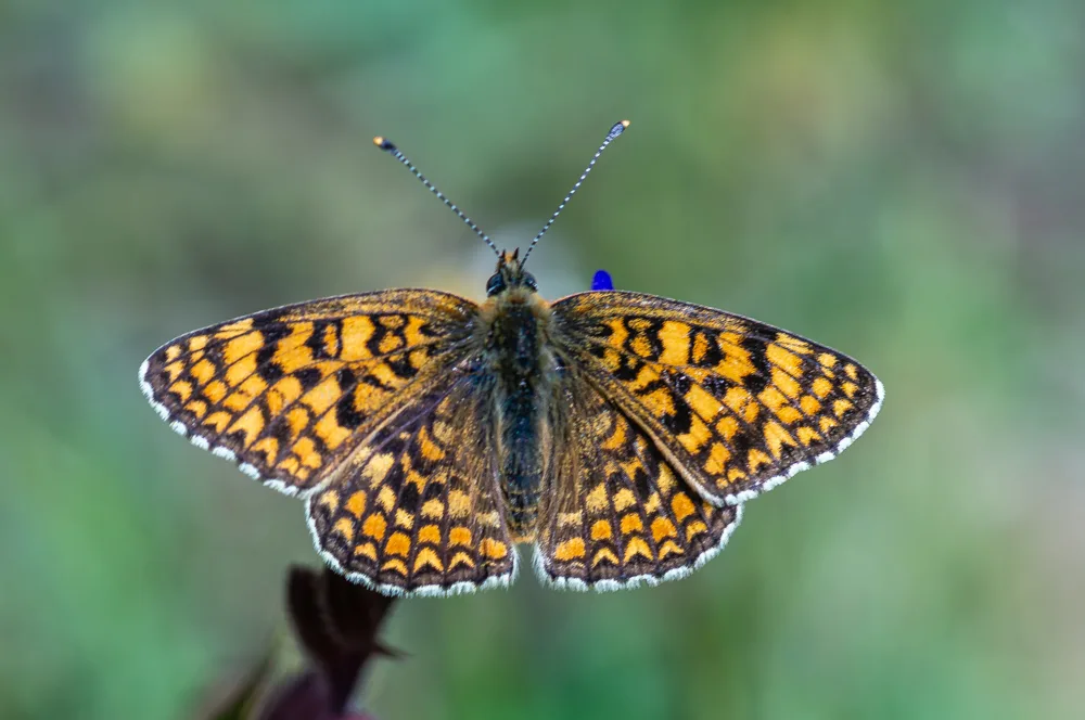 Cezayirli İparhan