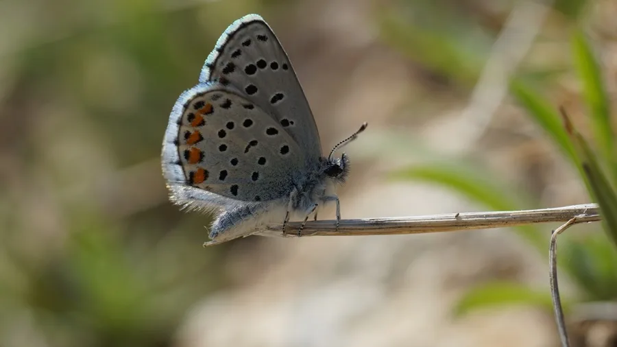 Himalaya Mavisi