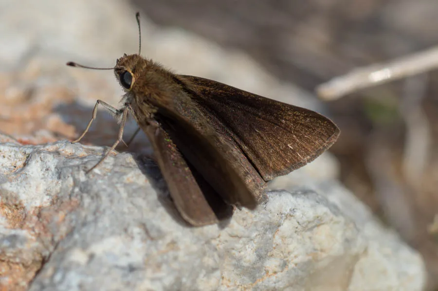 Nostrodamus