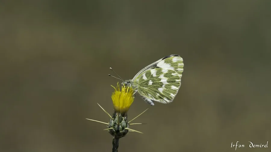 Yeni Beneklimelek